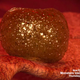 Have you seen this fungus?